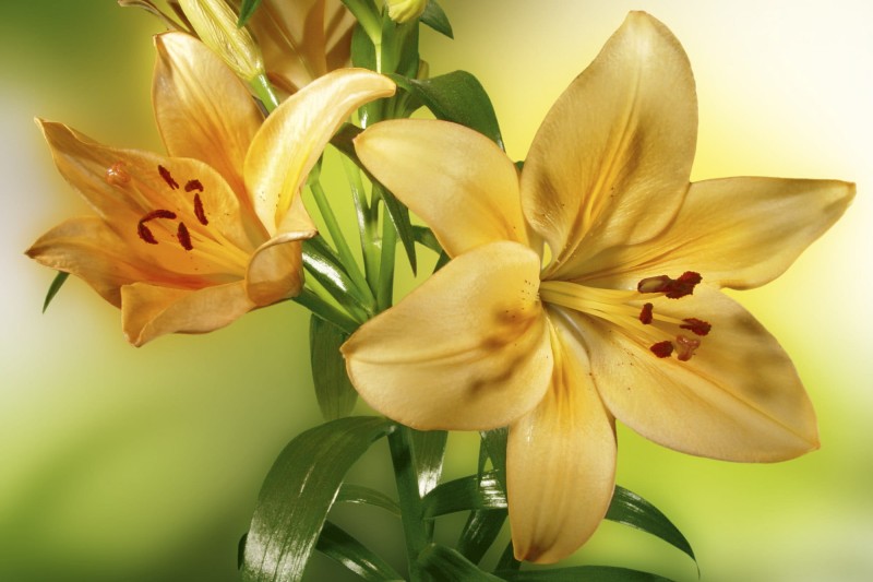 Fototapeta na flizelinie MS-5-0139 LILY