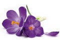 Fototapeta na flizelinie MS-5-0144 CROCUS