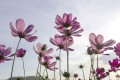 Fototapeta na flizelinie MS-5-0145 COSMOS FLOWERS