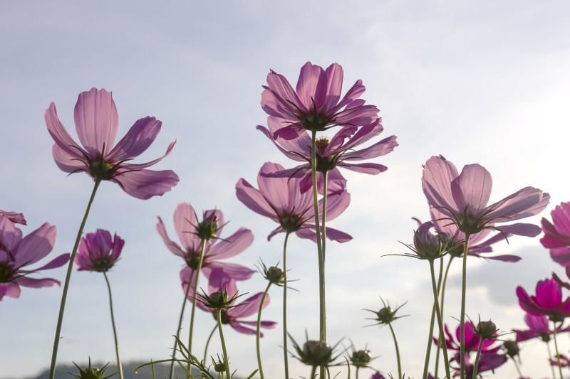 Fototapeta na flizelinie MS-5-0145 COSMOS FLOWERS