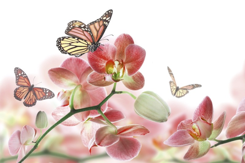 Fototapeta na flizelinie MS-5-0146 ORCHIDS AND BUTTERFLY