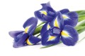 Fototapeta na flizelinie MS-5-0149 IRIS