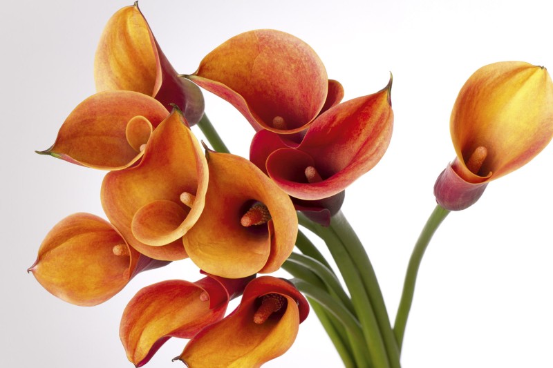 Fototapeta na flizelinie MS-5-0152 CALLA