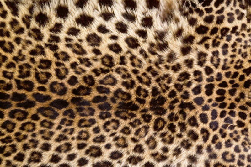 Fototapeta na flizelinie MS-5-0184 LEOPARD SKIN