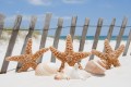 Fototapeta na flizelinie MS-5-0206 STARFISH
