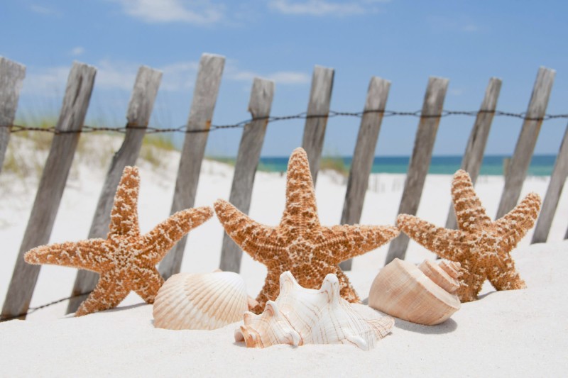 Fototapeta na flizelinie MS-5-0206 STARFISH