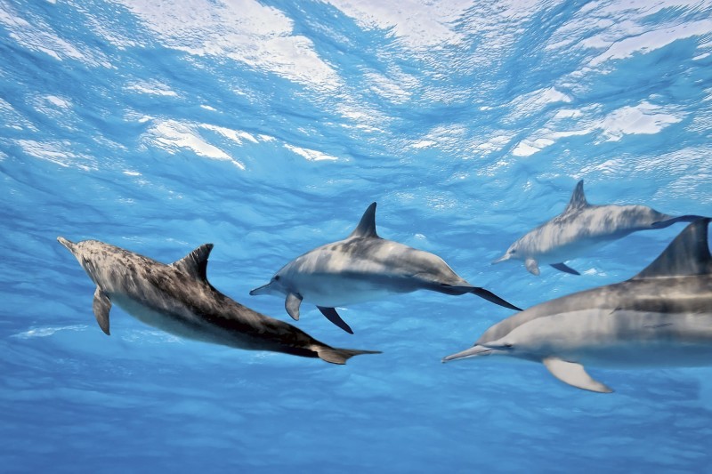 Fototapeta na flizelinie MS-5-0218 DOLPHINS