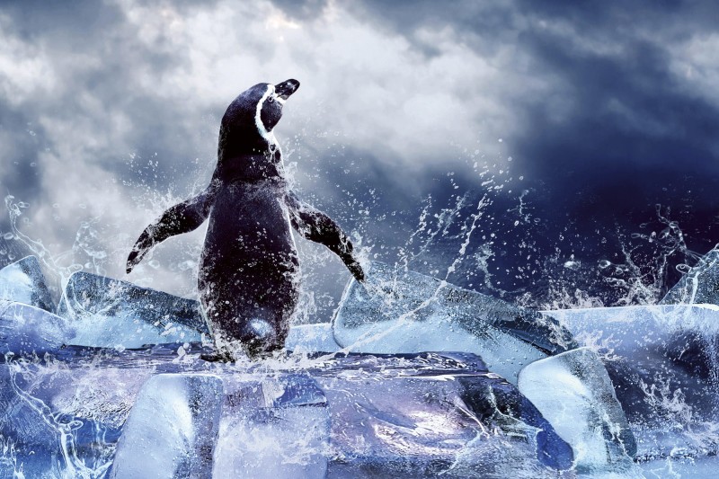 Fototapeta na flizelinie MS-5-0219 PENGUIN