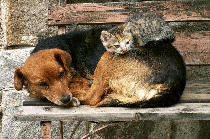 Fototapeta na flizelinie MS-5-0221 CAT AND DOG