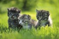 Fototapeta na flizelinie MS-5-0222 KITTENS