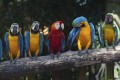 Fototapeta na flizelinie MS-5-0223 COLOURFUL MACAW