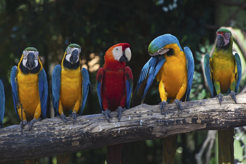 Fototapeta na flizelinie MS-5-0223 COLOURFUL MACAW