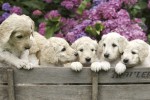 FotoTAPETA na flizelinie MS-5-0224 LABRADOR PUPPIES