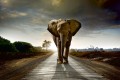 Fototapeta na flizelinie MS-5-0225 WALKING ELEPHANT