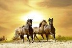 FotoTAPETA na flizelinie MS-5-0227 HORSES IN SUNSET