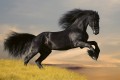 Fototapeta na flizelinie MS-5-0228 HORSE