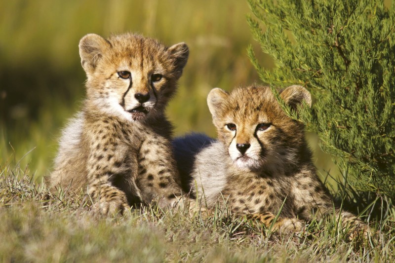 Fototapeta na flizelinie MS-5-0229 CHEETAH