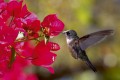Fototapeta na flizelinie MS-5-0230 HUMMINGBIRD