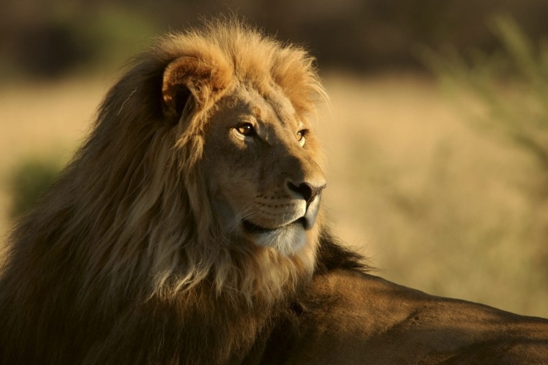 Fototapeta na flizelinie MS-5-0231 LION