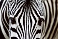 Fototapeta na flizelinie MS-5-0234 ZEBRA