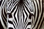 FotoTAPETA na flizelinie MS-5-0234 ZEBRA