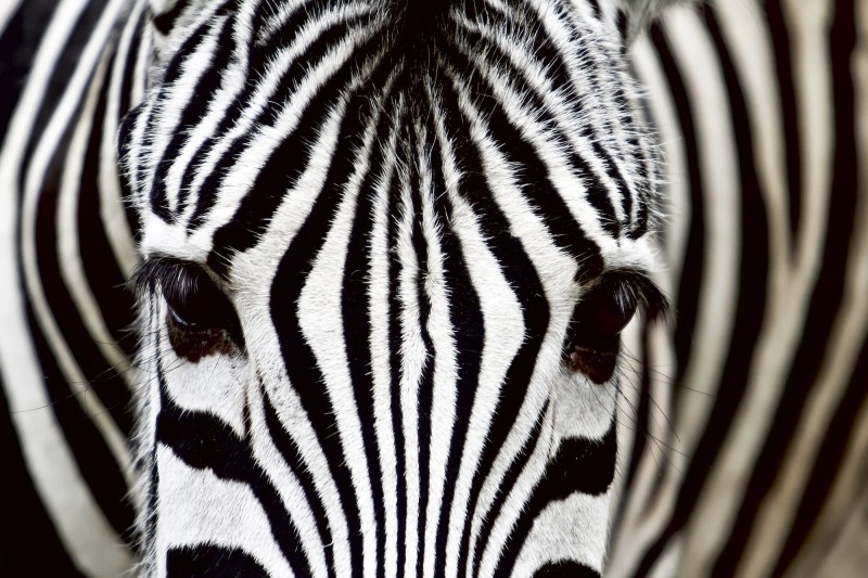 Fototapeta na flizelinie MS-5-0234 ZEBRA