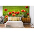 Fototapeta na flizelinie MS-5-0092 POPPY FIELD