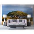 Fototapeta na flizelinie MS-5-0097 ACACIA TREE