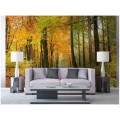 Fototapeta na flizelinie MS-5-0099 AUTUMN FOREST