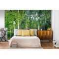 Fototapeta na flizelinie MS-5-0100 BIRCH GROW