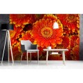 Fototapeta na flizelinie MS-5-0131 GERBERA