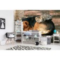Fototapeta na flizelinie MS-5-0221 CAT AND DOG