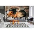 Fototapeta na flizelinie MS-5-0221 CAT AND DOG