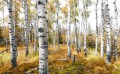 Fototapeta na flizelinie SHX9-015 Colorful Aspenwoods