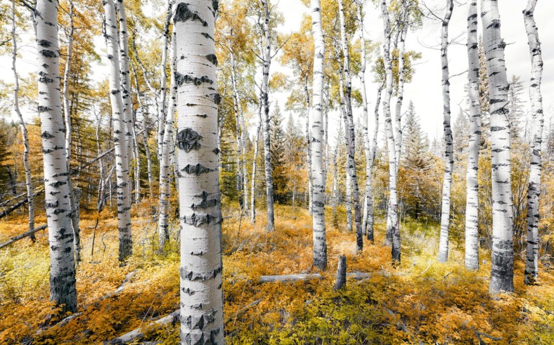 Fototapeta na flizelinie SHX9-015 Colorful Aspenwoods