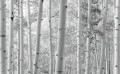 Fototapeta na flizelinie SHX9-030 Espenwald