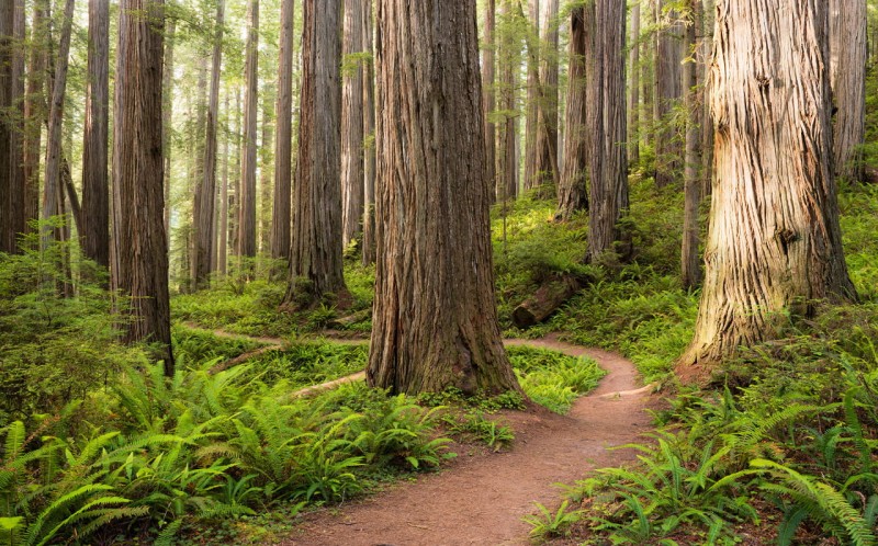 Fototapeta na flizelinie SHX9-077 Redwood Trail