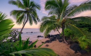 FotoTAPETA na flizelinie SHX9-116 Hawaiian Dreams
