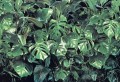 Fototapeta 8-333 VERDURE MONSTERA