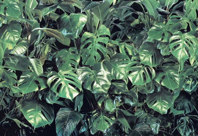 Fototapeta 8-333 VERDURE MONSTERA