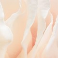 FOTOTAPETA 8-976 Spring Rose