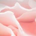 FOTOTAPETA 8-976 Spring Rose