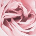 FOTOTAPETA 8-976 Spring Rose