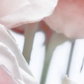 FOTOTAPETA 8-976 Spring Rose