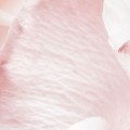 FOTOTAPETA 8-976 Spring Rose
