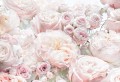 FOTOTAPETA 8-976 Spring Rose