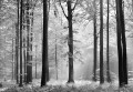 Fototapeta Flizelinowa 5401-8 LAS Avalon