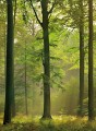 Fototapeta Flizelinowa 5419-4 Autumn Forest