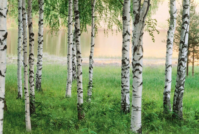 Fototapeta Flizelinowa 5424-4 Nordic Forest