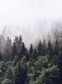 Fototapeta Flizelinowa 5433-4 Foggy Forest